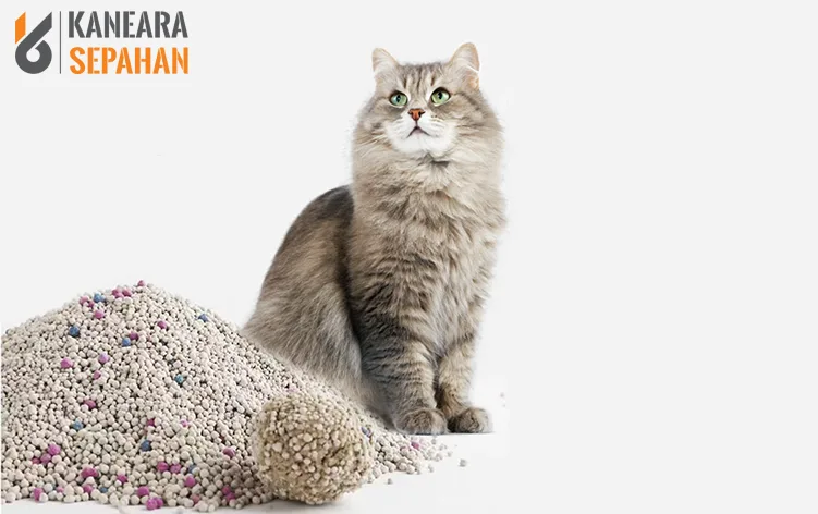 преимущество бентонита для кошек