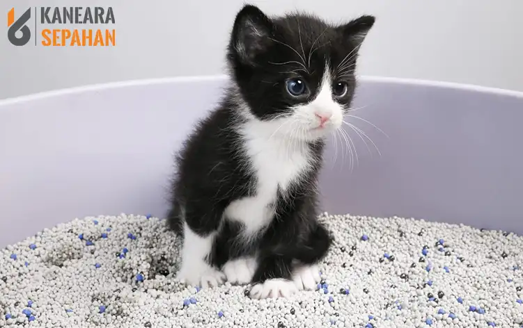 bentonite cat litter bulk