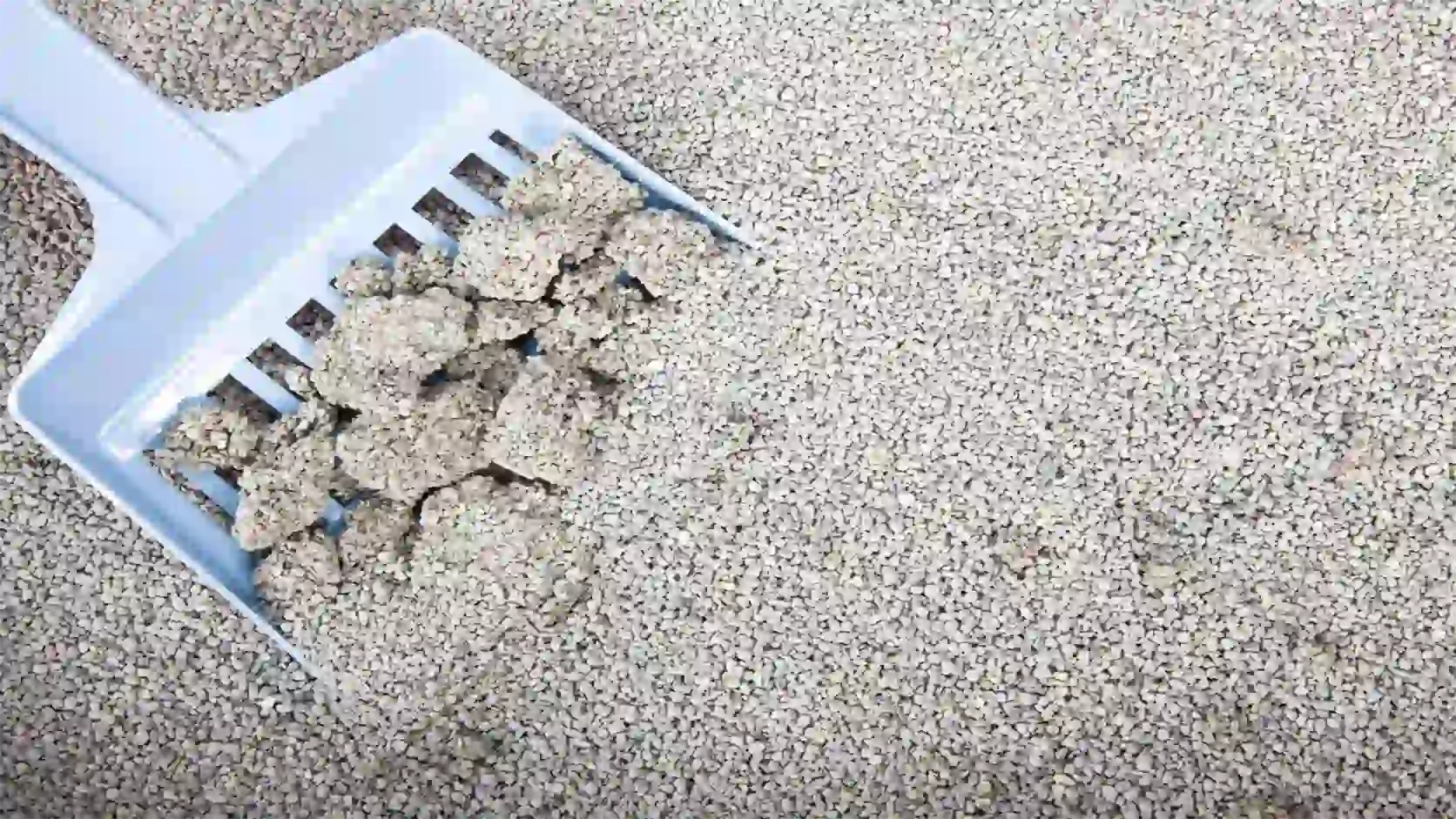bentonite cat litter