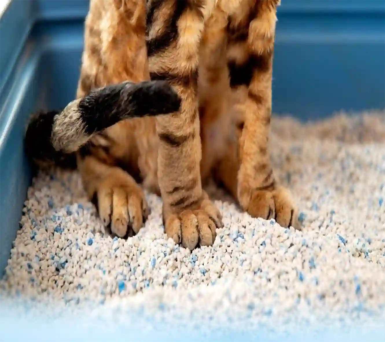 pet care industry