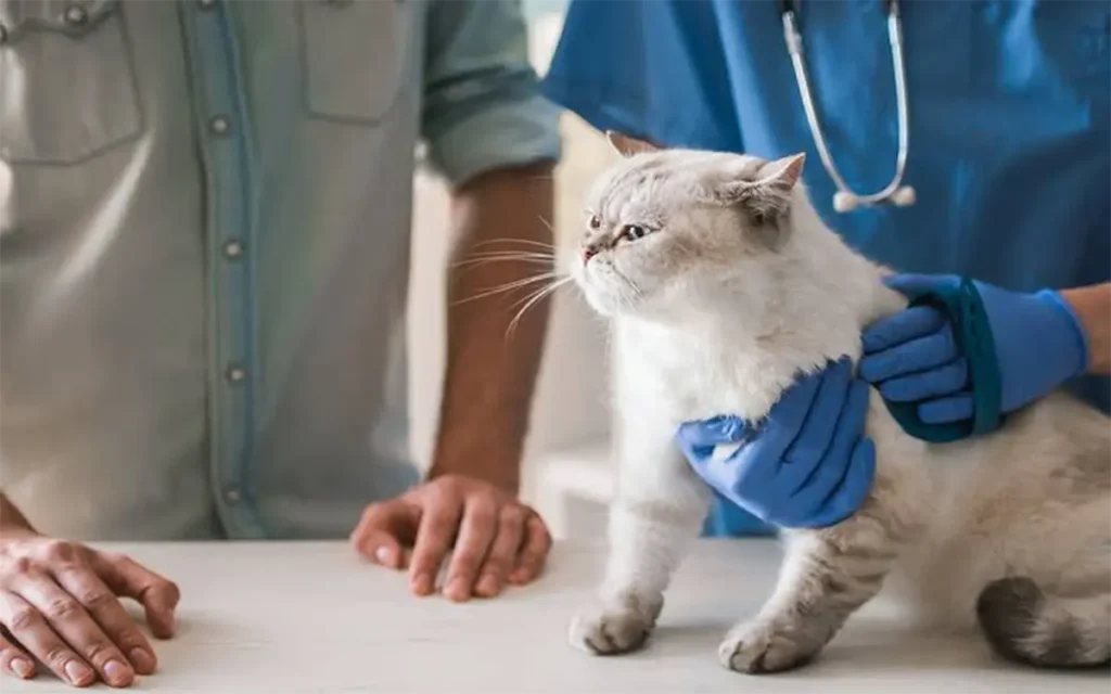 pet care industry